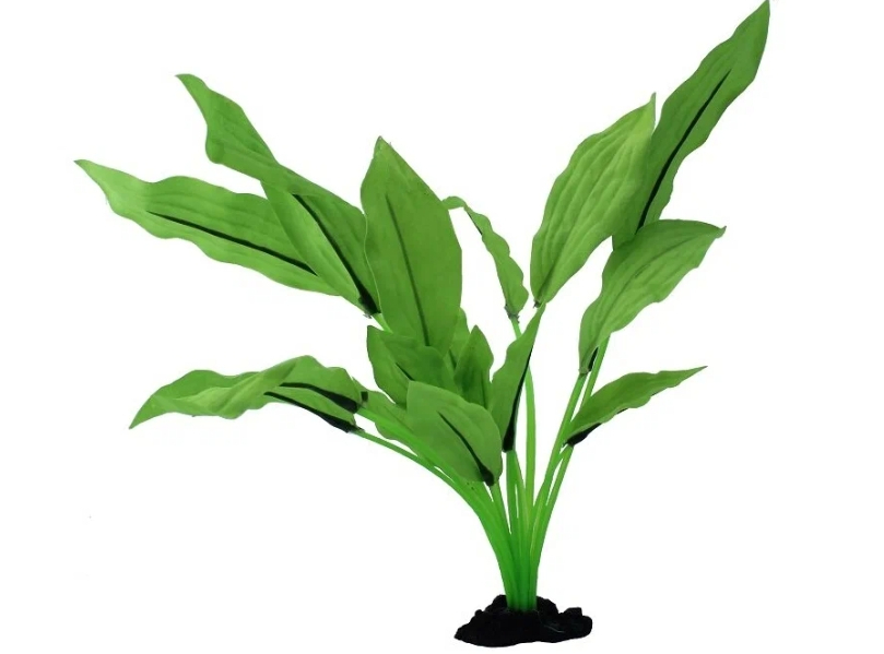 Аквариумное растение Эхинодорус Селовианус Prime PR-81002