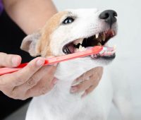 Best Oral Health Tools for Pets