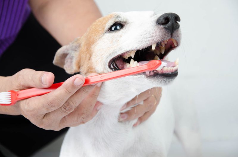 Best Oral Health Tools for Pets