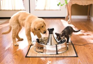 The Best Products for Dogs and Cats